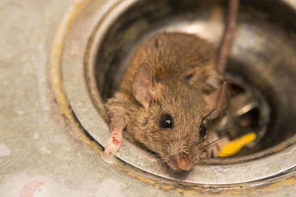Can I use mouse snap traps on rats?