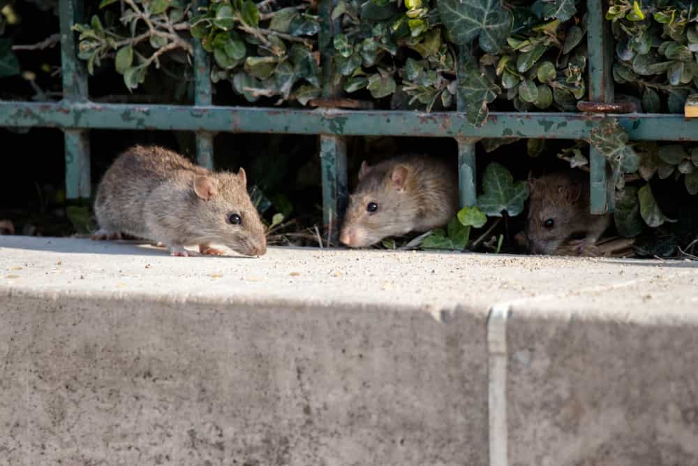 How to deal with a mouse infestation in the garage
