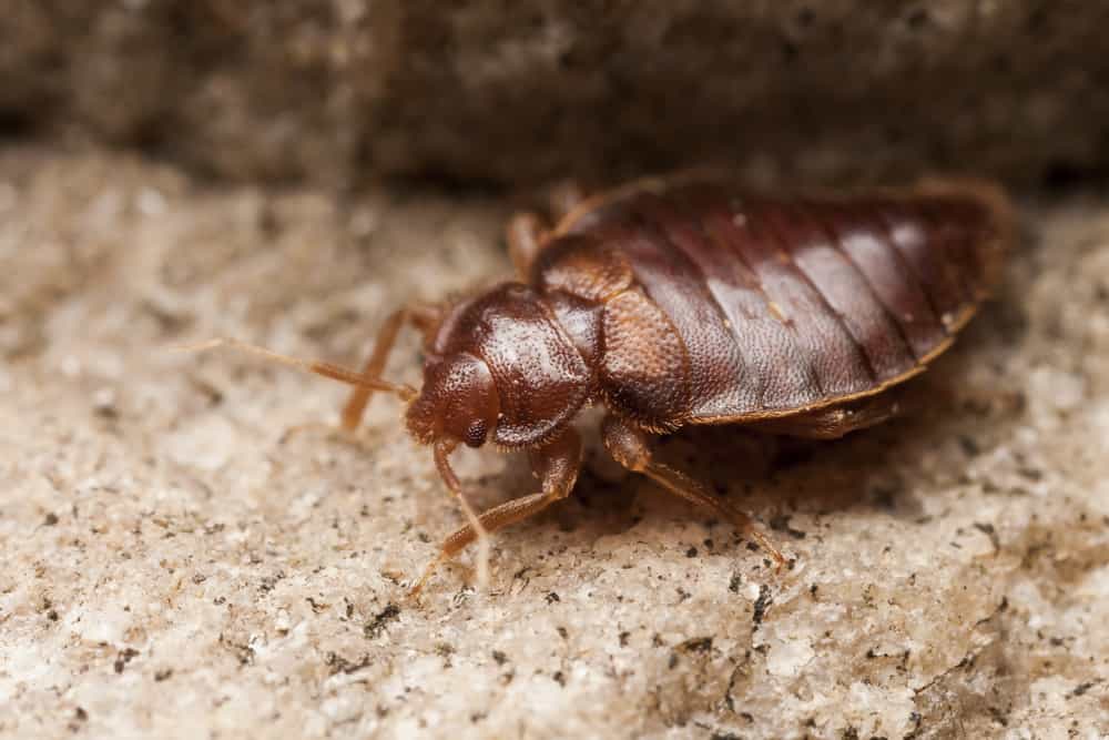 What Are Some Natural Repellants That Help Against Bed Bugs?